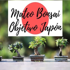 Mateo Bonsai – Objetivo Japón