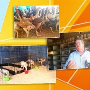 ÍNDIO GIGANTE CHÁCARA LIBERDADE