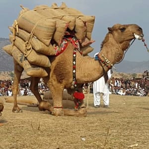 Qasim Qasim