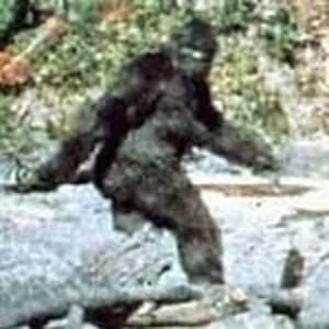 Gorilla Zippo