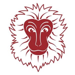 Snow Monkey