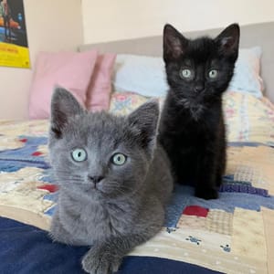 foster parent