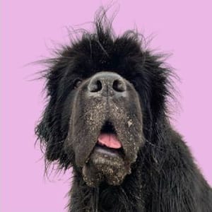 Sirius Bear