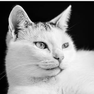 Susse Katzen Bilder