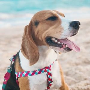 Bartolomeu Beagle