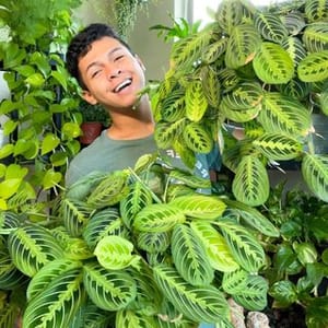 David Morales Plants