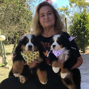 Bernese Chien
