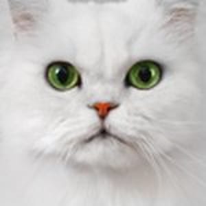 Fancy Feast