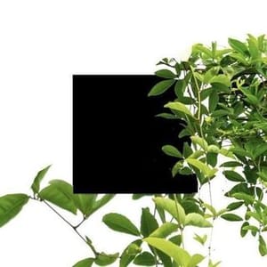 Klein Garten