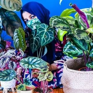 Afshan Sayed