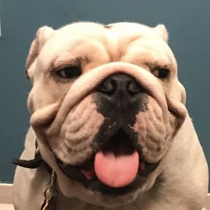 Benito El Perro Lopez