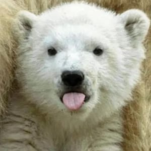 Polar Bear King