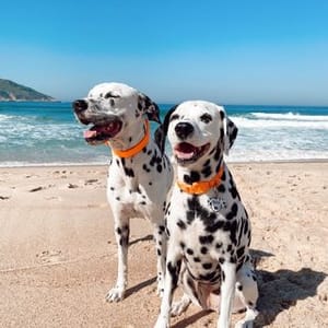 Pingo E Nina