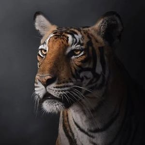 The Wild Life