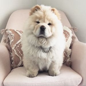 Ziggy Mac