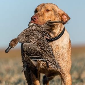 Sandhill Flyway