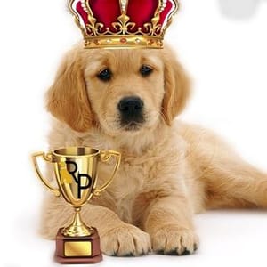 Golden Retrievers