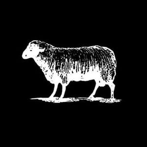 Black Sheep
