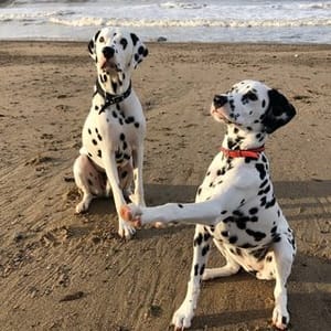 Carmelo Dalmatians