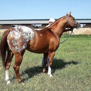 Caballos Y Potros A La Venta