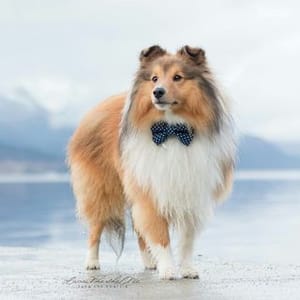 Luca The Sheltie
