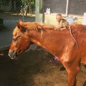 Shravan Krishnan