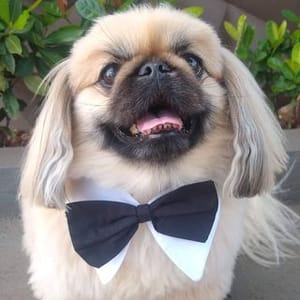 Nick Pequines
