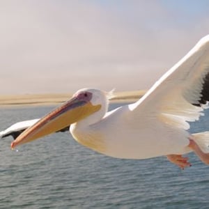 Pelican