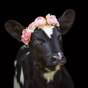 Frida Isadåra Årseth