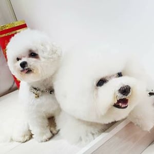 Bichon Whoohoo