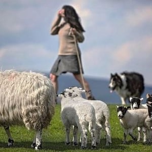 Alison Oneill Shepherdess