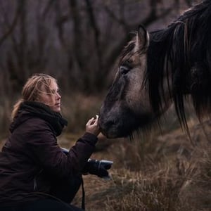 Equine wengdahl