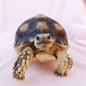 Tortoise