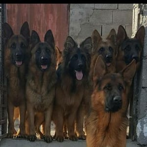 German kennel Drakhshan