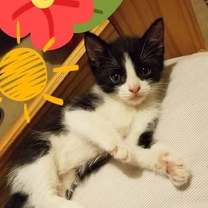 Crystal Vibrations@venicebeach