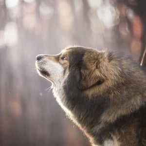 Rinchen Norbu Drokpa