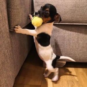 Lola Charles-barclay