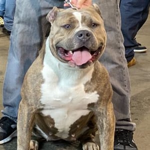 Saeteurn Kennels Xxl Pitbulls