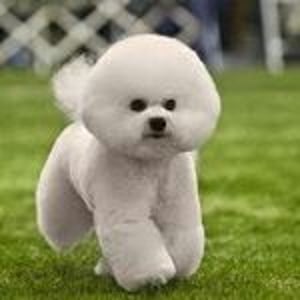 Bichon Frise