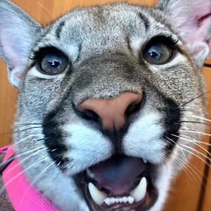 Irma  Puma