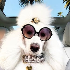 Sebastian prince payne