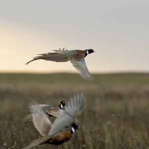 Steve Oehlenschlager