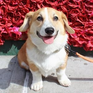 Bootsy The Corgi
