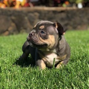 Packedgebulls Hawaii