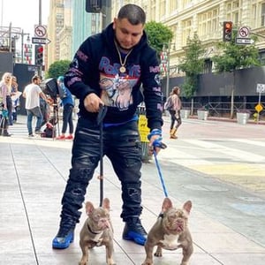 Calimade Frenchies Ceo