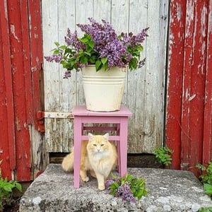 Gro Helene Sikkeland