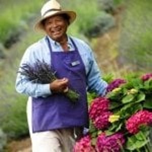 Ali’i Kula Lavender