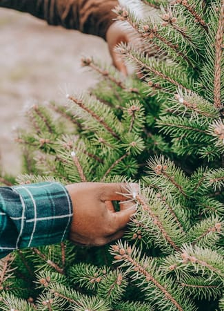 9 Of The Best Places To Buy Your Christmas Tree This Year The Handbook