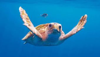 Why You Need To Watch Planet Earth III