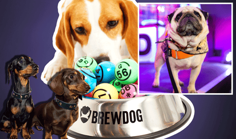 Win A Table For Four At Dabbers Social Doggie Bingo Competition